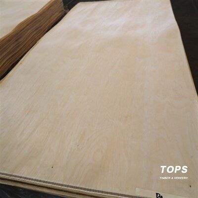 قشرة البتولا البيضاء