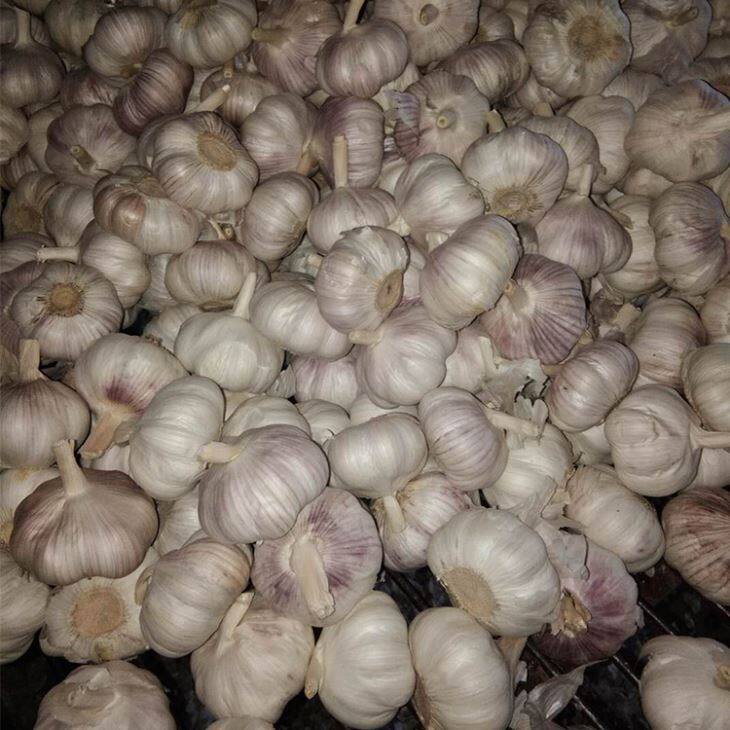10kg Carton Normal White Garlic