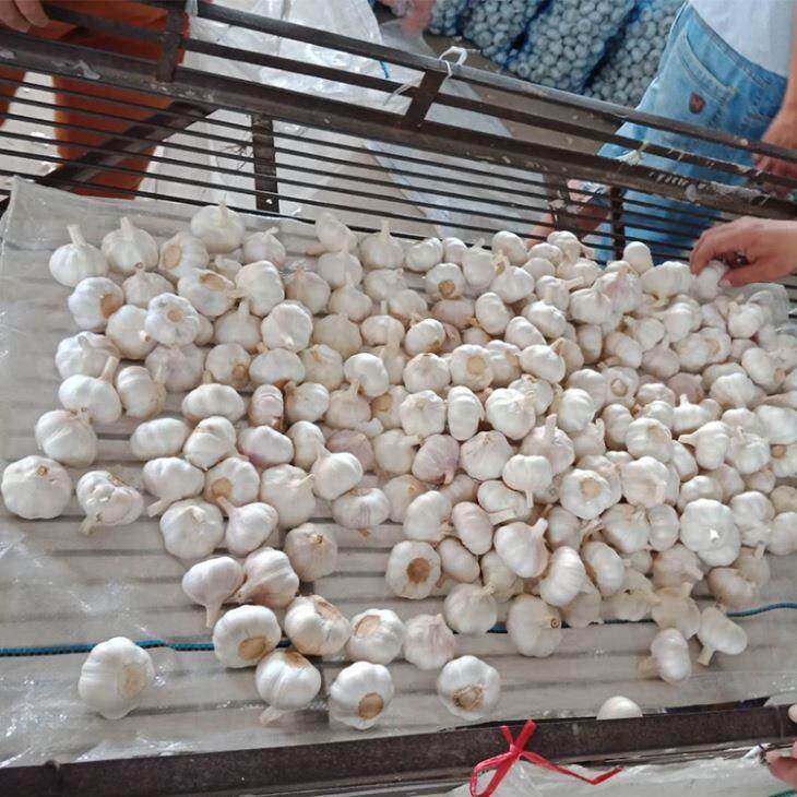 10kg Carton Normal White Garlic