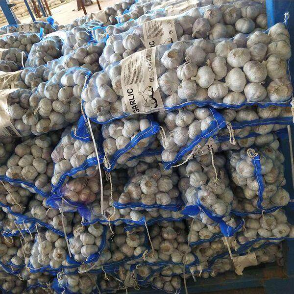 10kg Carton Pure White Garlic