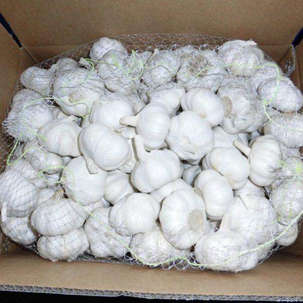 10kg Carton Pure White Garlic