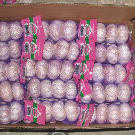 10kg Carton Purple Garlic