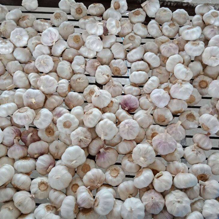 10kg Carton Purple Garlic