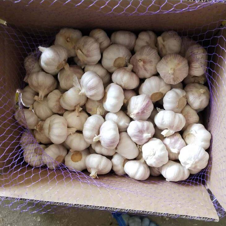 10kg Carton Purple Garlic