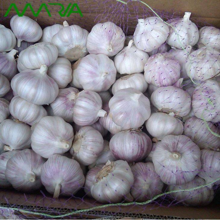 2019 Crop Garlic