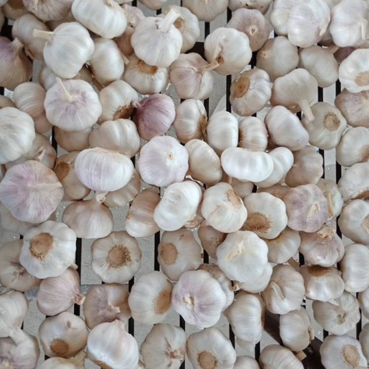 2019 Crop White Garlic