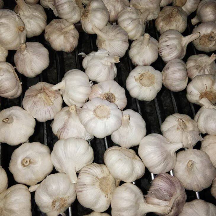 3P Normal White Garlic