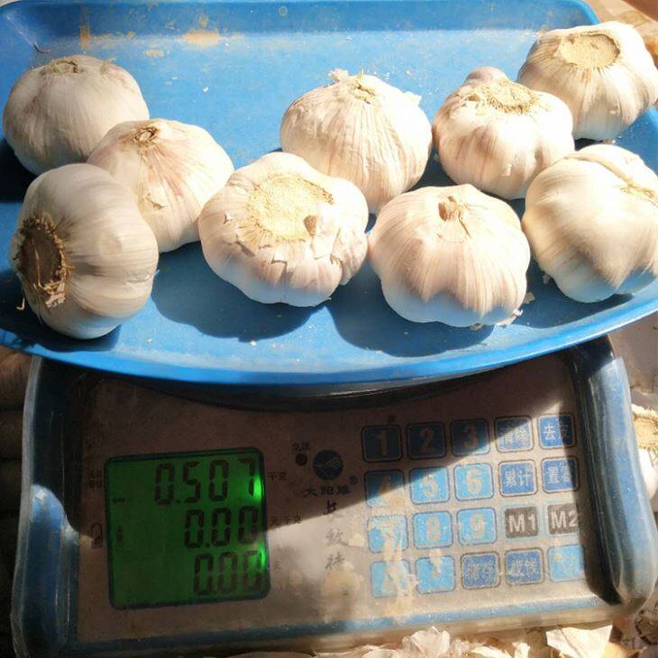 500g Purple Garlic