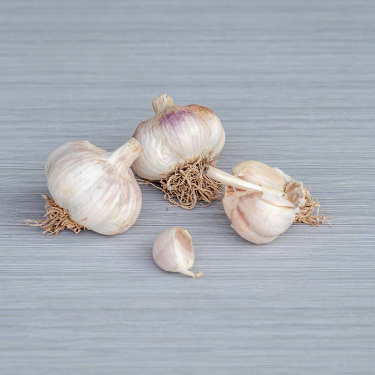 Bearded Garlic