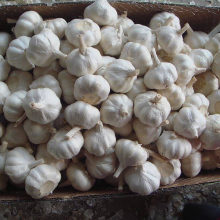 Big Pack Pure White Garlic