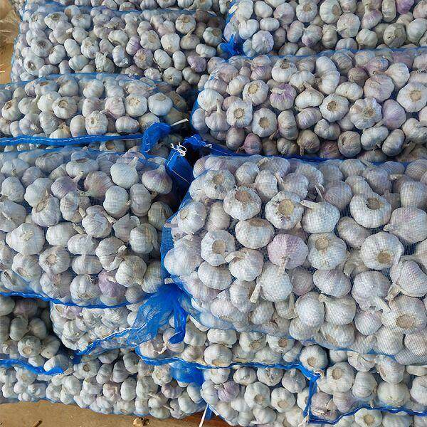 Big Package Normal White Garlic