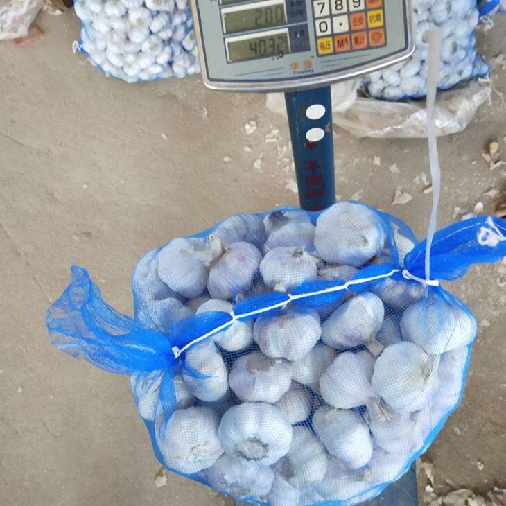 Big Package Normal White Garlic