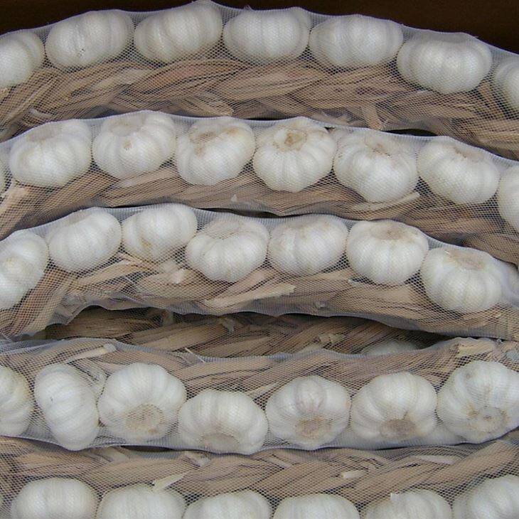 Braid česen