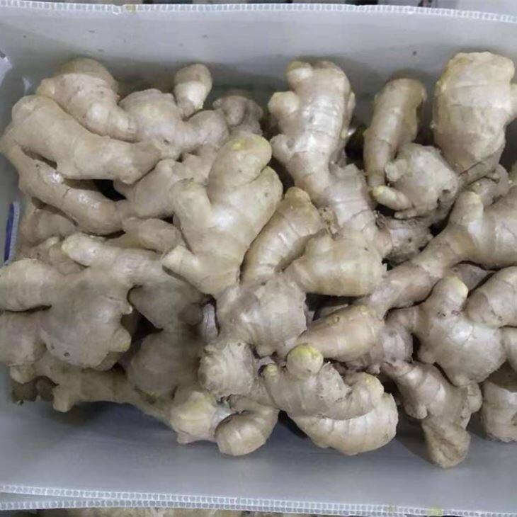 کارتن بسته بندی شده زنجبیل تازه