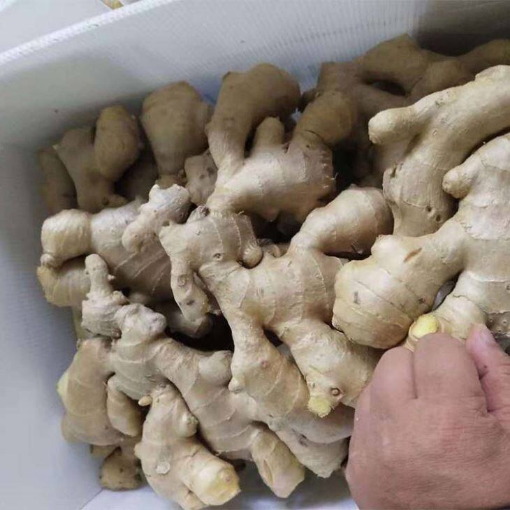 Carton Packed Fresh Ginger