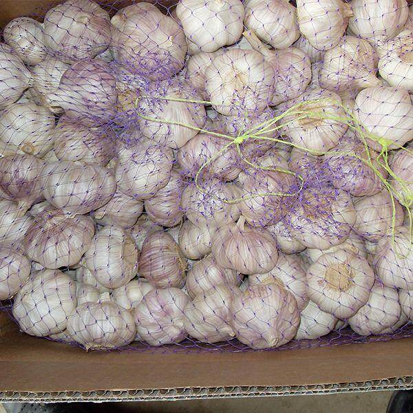 Cold Storage Normal White Garlic