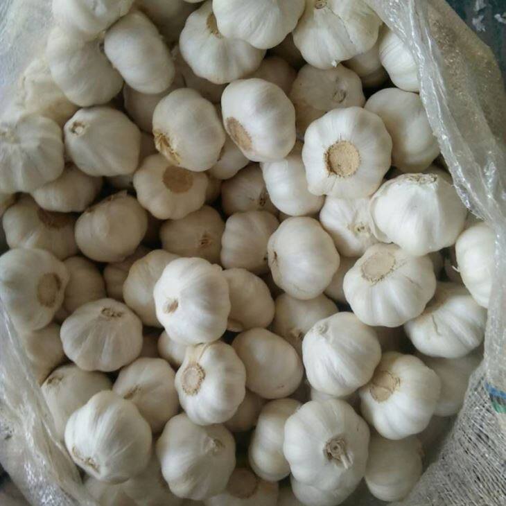 Cold Storage Pure White Garlic