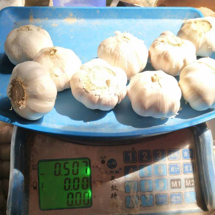 Cold Storage Pure White Garlic