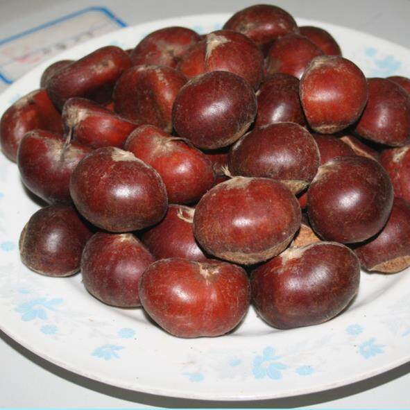 تازہ شاہ بلوط