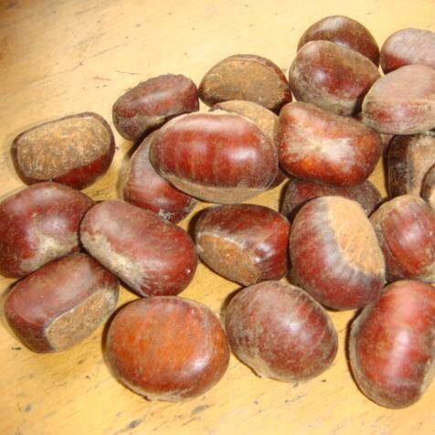 Fresh Chinese Chestnut