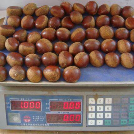 Fresh Chinese Chestnut