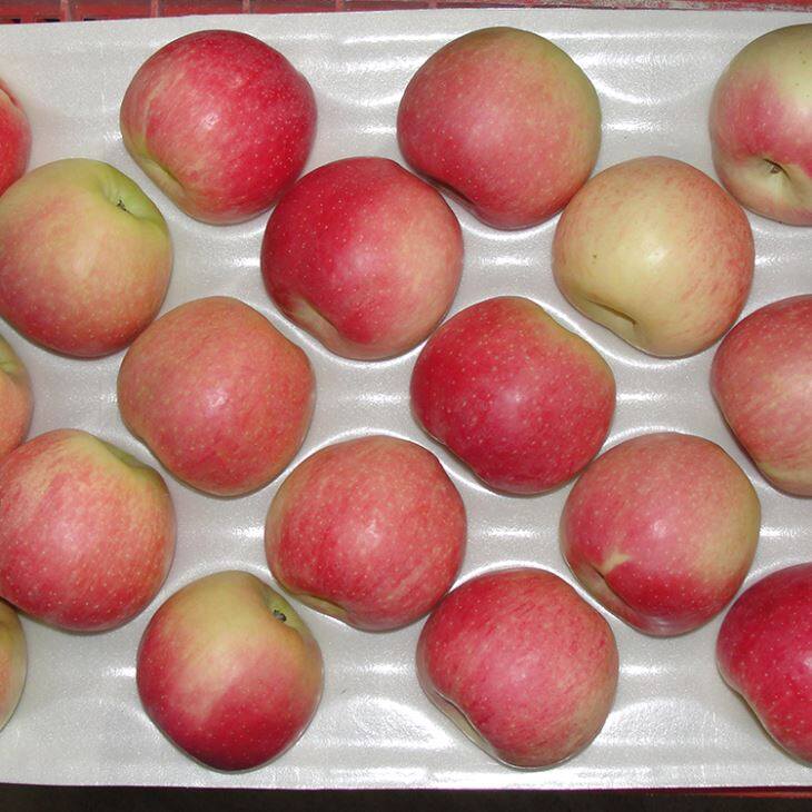 Fresh Gala Apple