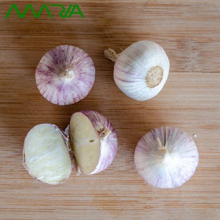 Fresh Garlic 2019