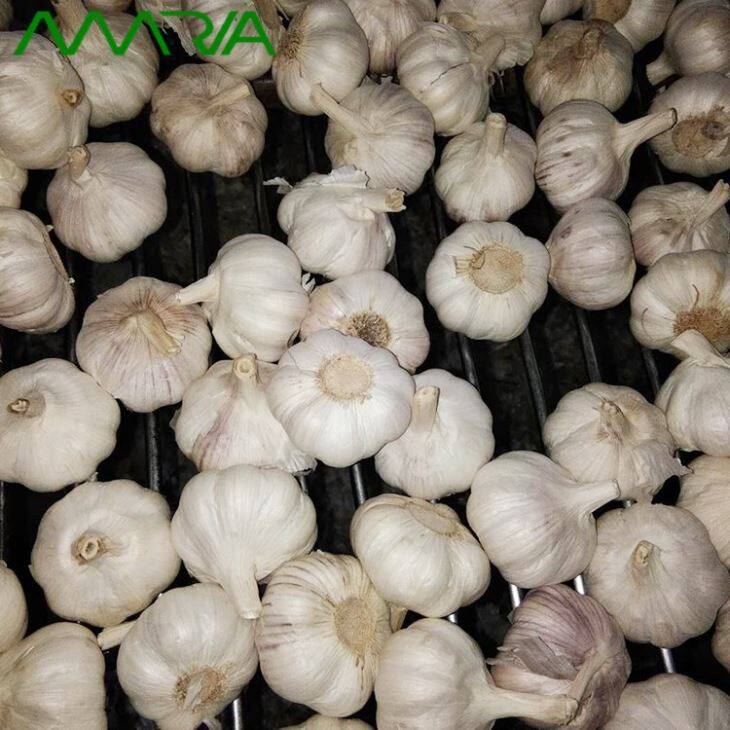 Fresh Garlic In Season