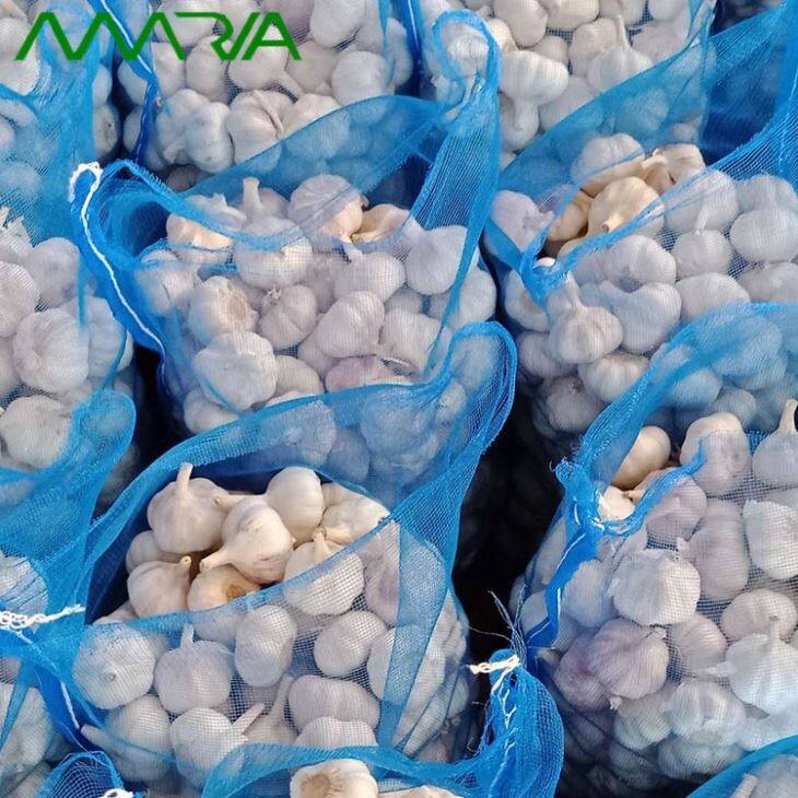 Fresh Garlic In Season