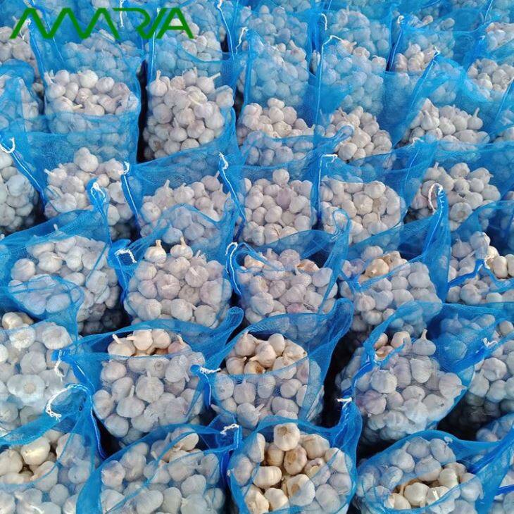 Fresh Garlic In Season