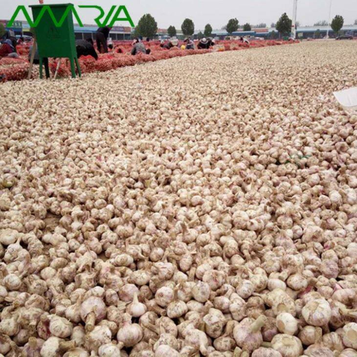 Fresh Garlic In Season