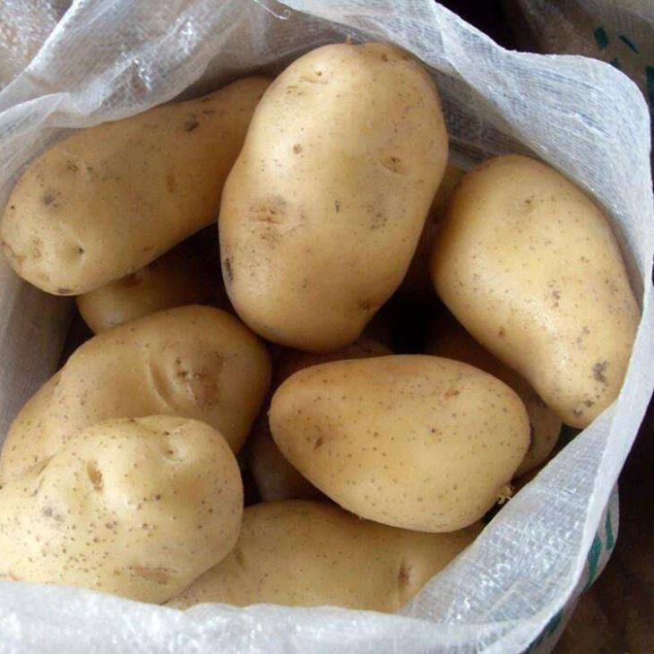 Fresh Holland Potato