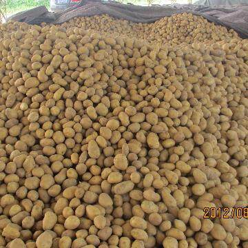 Fresh Holland Potato