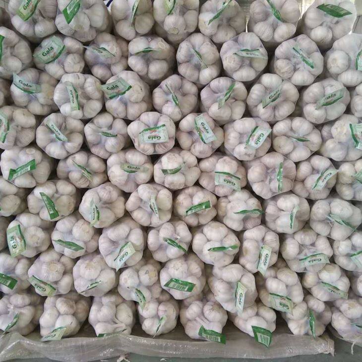 Fresh Normal White Garlic