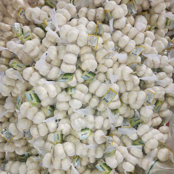 Fresh Pure White Garlic