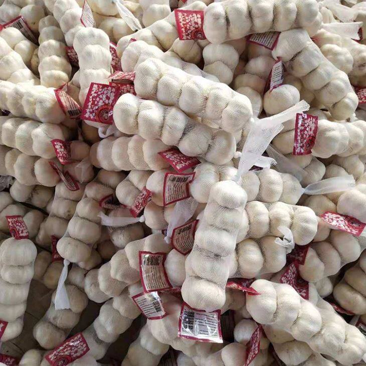 Fresh Pure White Garlic