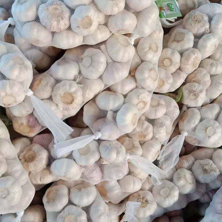 Tuore violetti valkosipuli