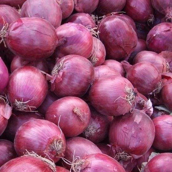 Tuore Purple Sipuli