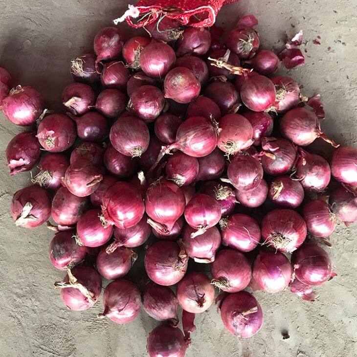 Fresh Red Onion
