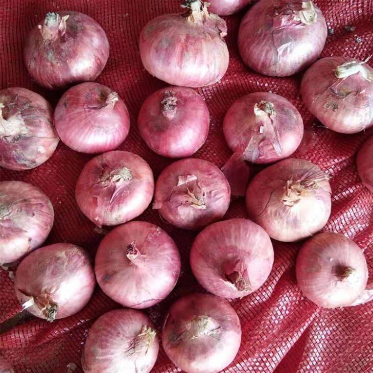 Fresh Red Onion
