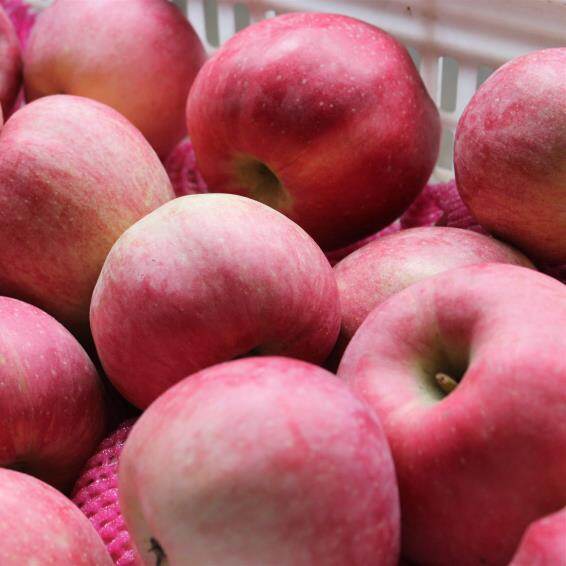 Fresh Red Star Apple