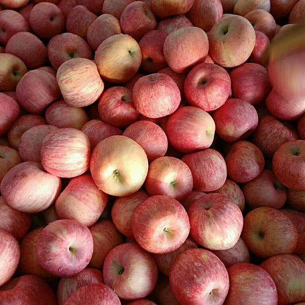 Fuji Apples