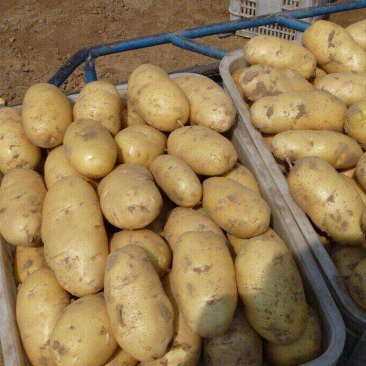 Holland Potatoes