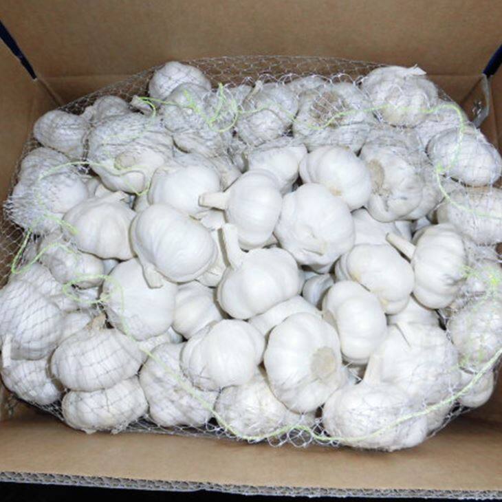 Loose Packing Pure White Garlic