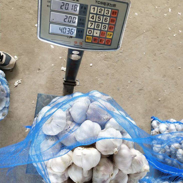 Loose Packing Purple Garlic