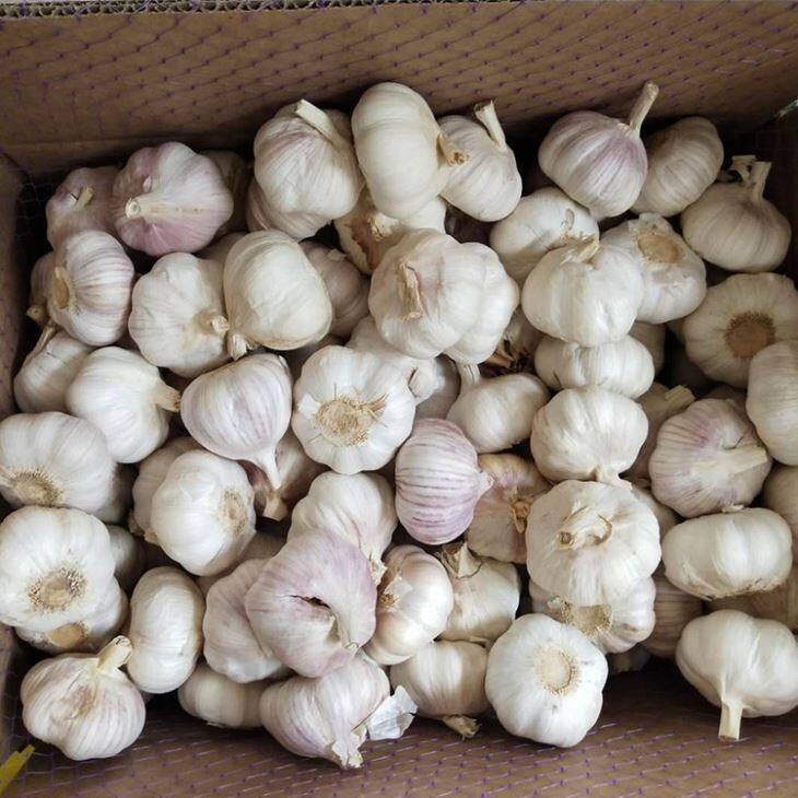 Loose Packing Purple Garlic