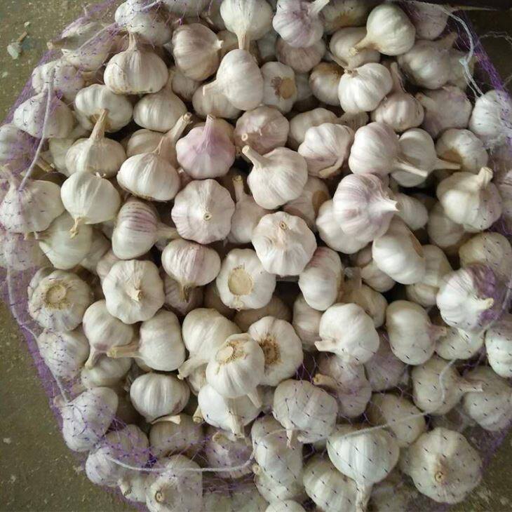 Loose Packing Purple Garlic