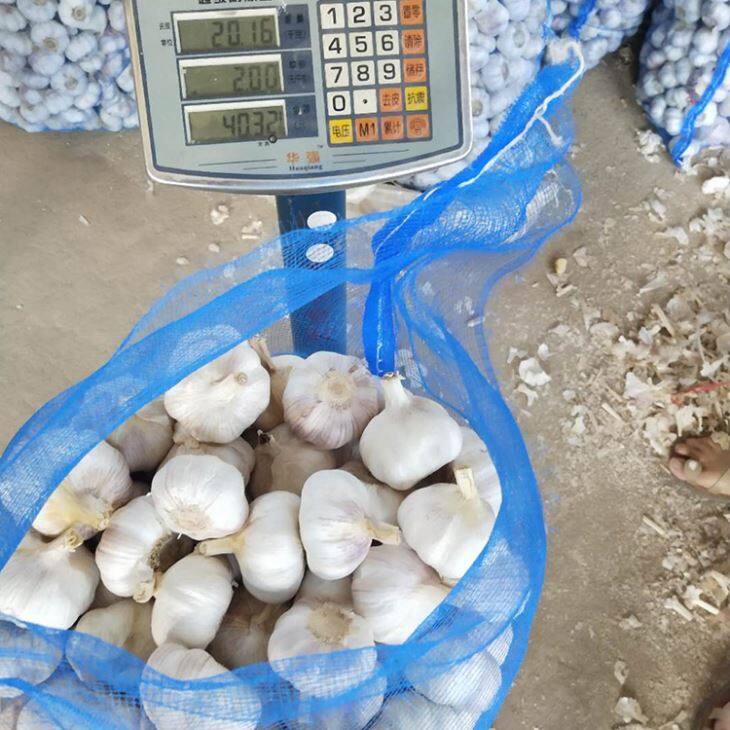 Mesh Bag Purple Garlic