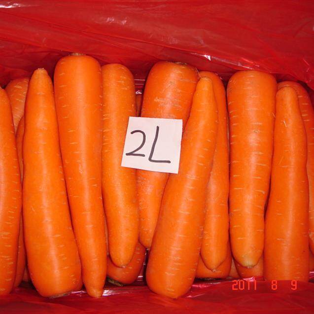 New Crop Carrot