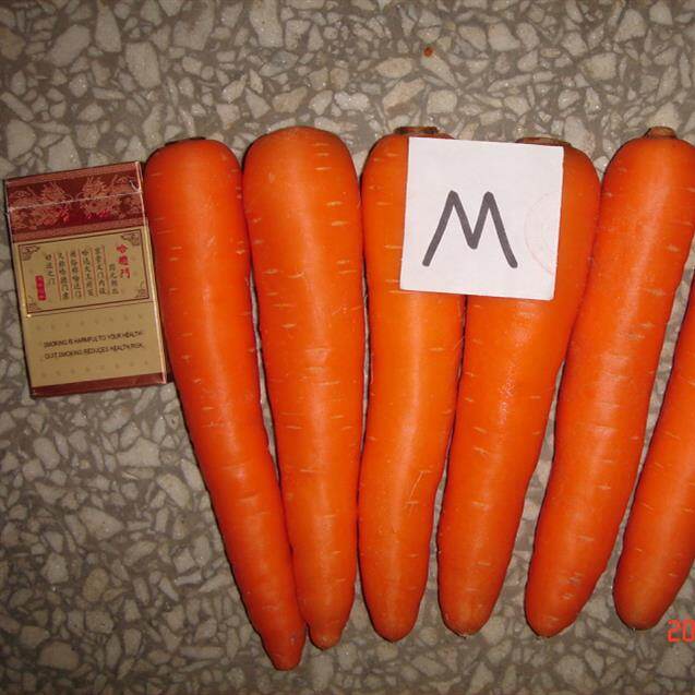 New Crop Carrot